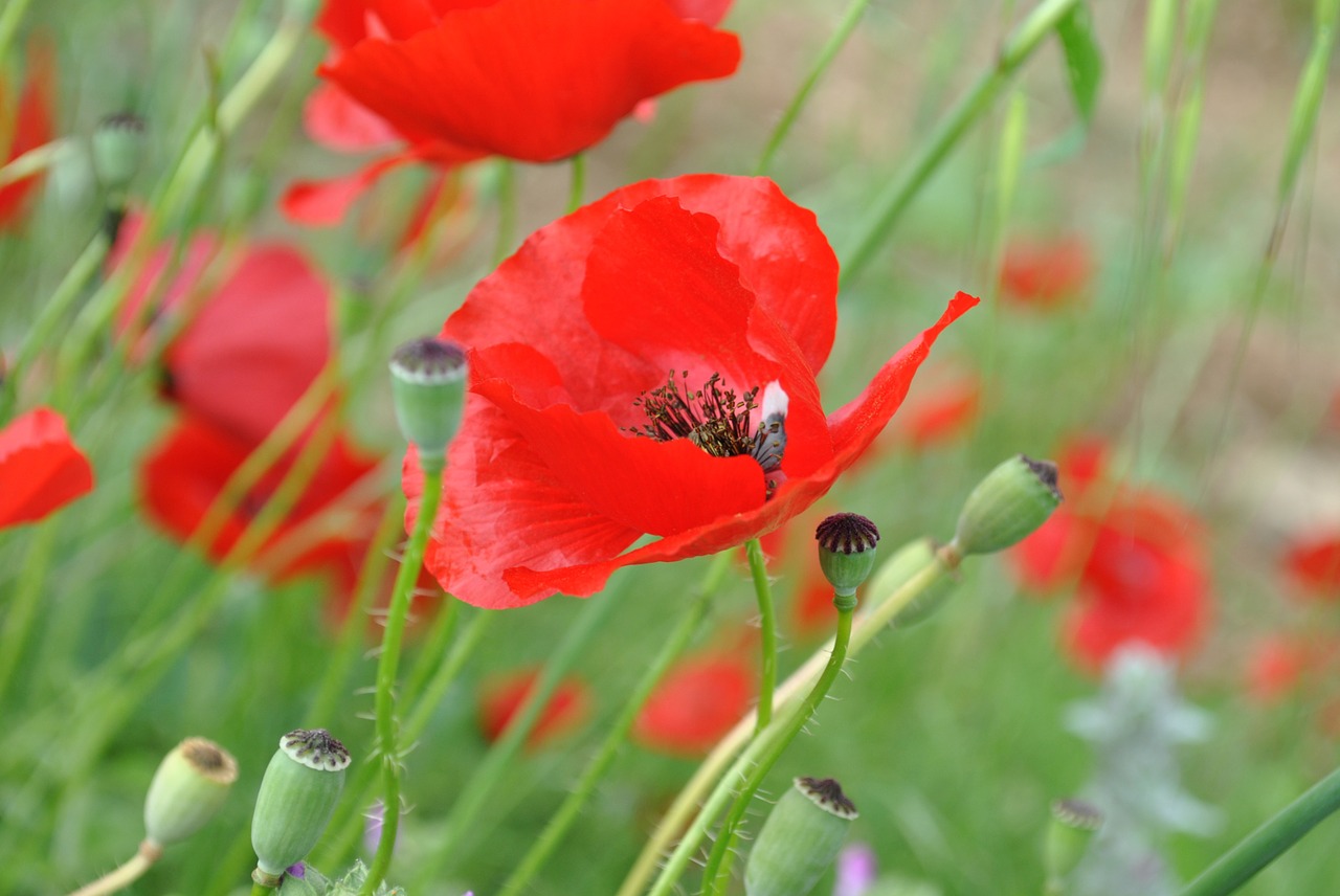 poppy field spring flowers free photo