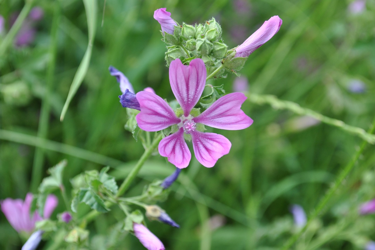 lavatera cretica syn malva spring floral free photo