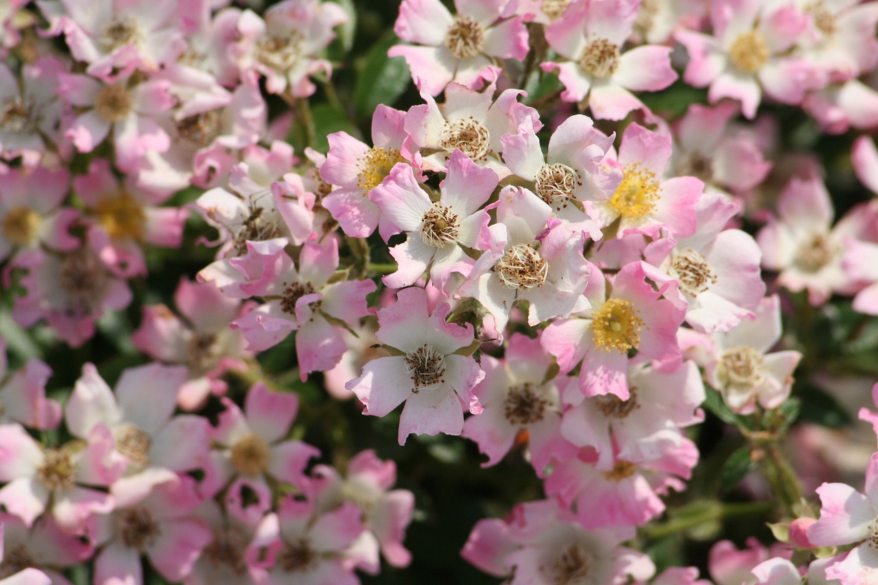 spring flower pink free photo