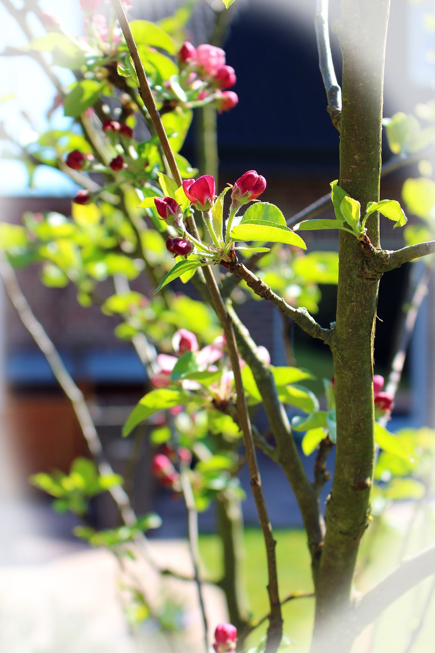 spring tree bud free photo