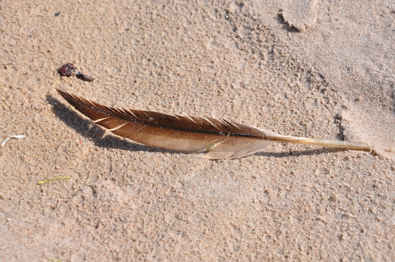 spring sand beach free photo