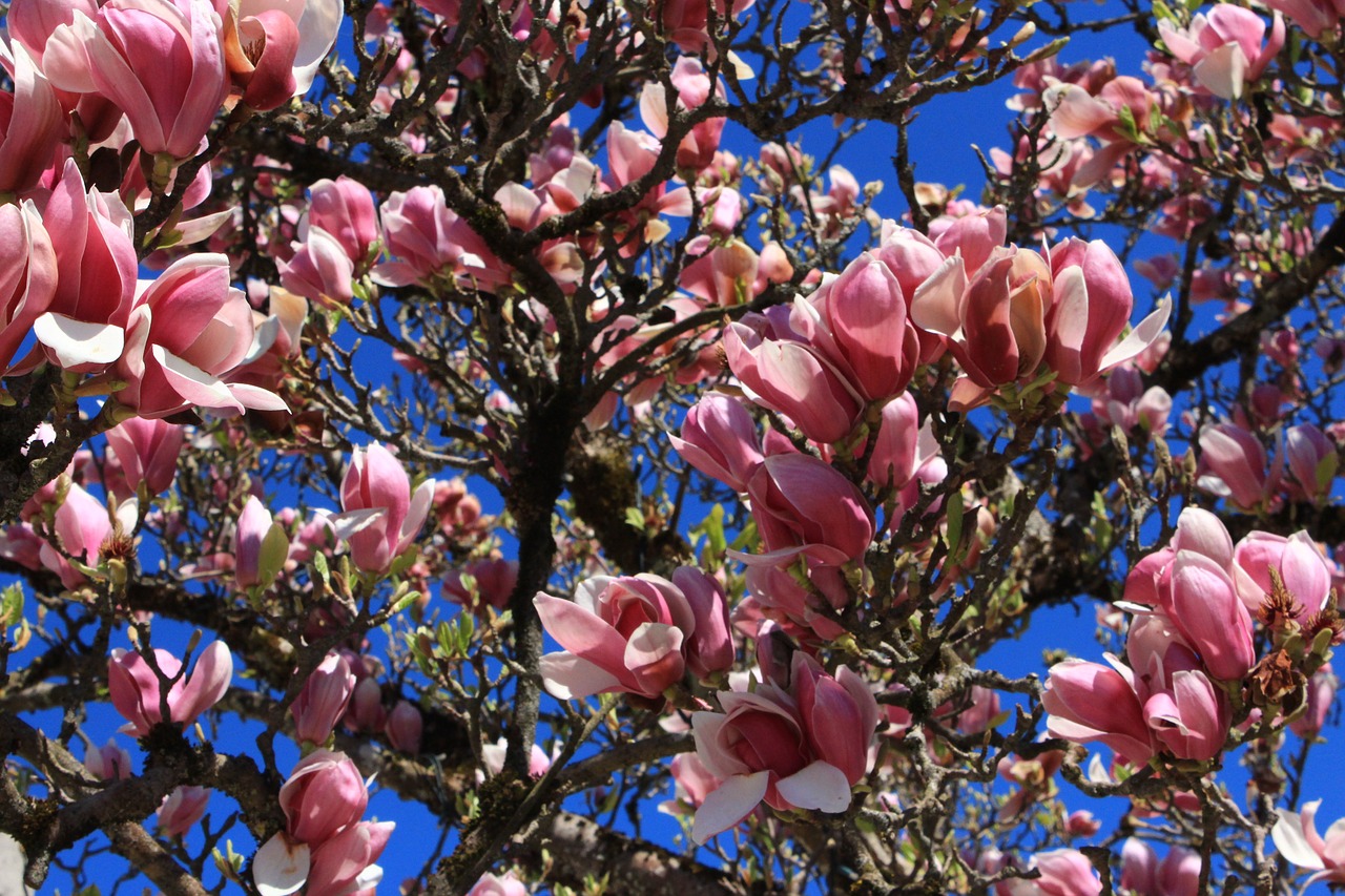 spring flowers tree free photo