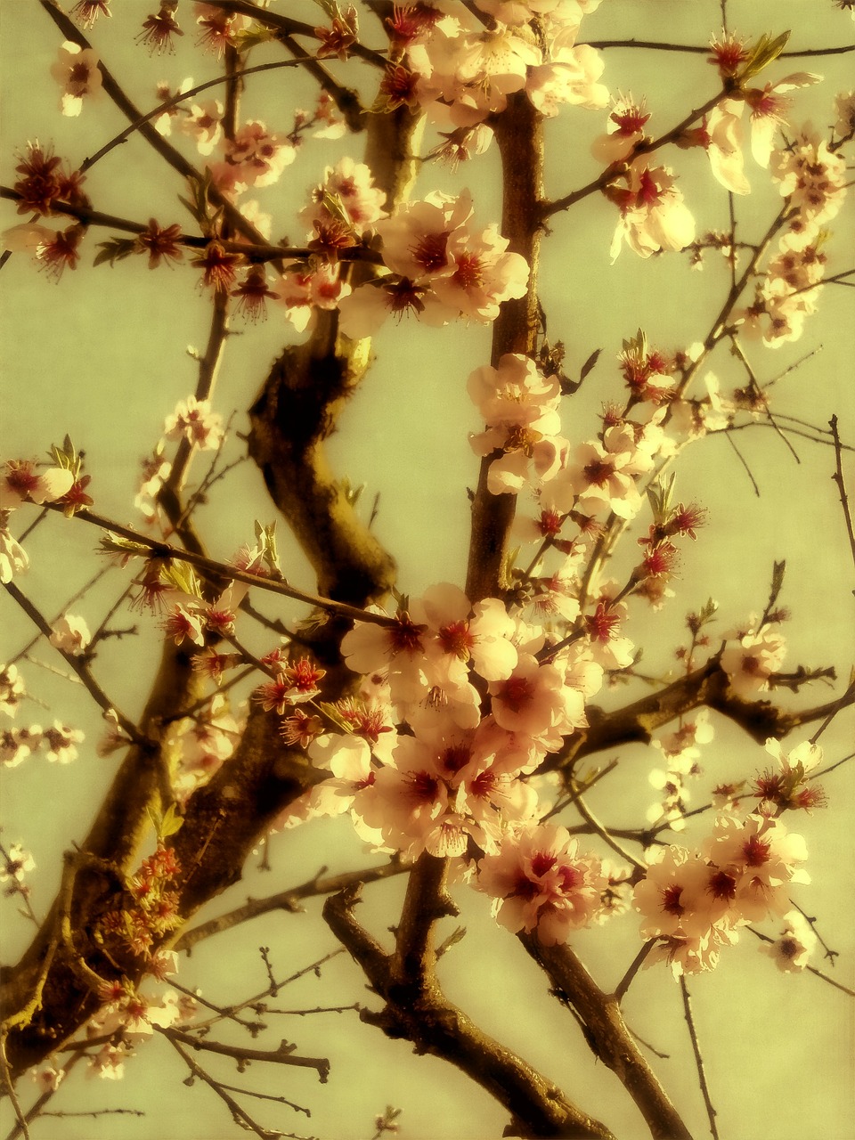 spring flowers blossom free photo