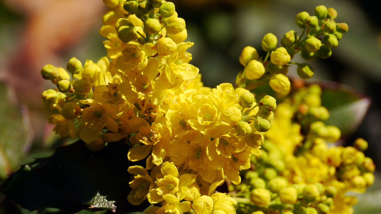 spring yellow flowers free photo