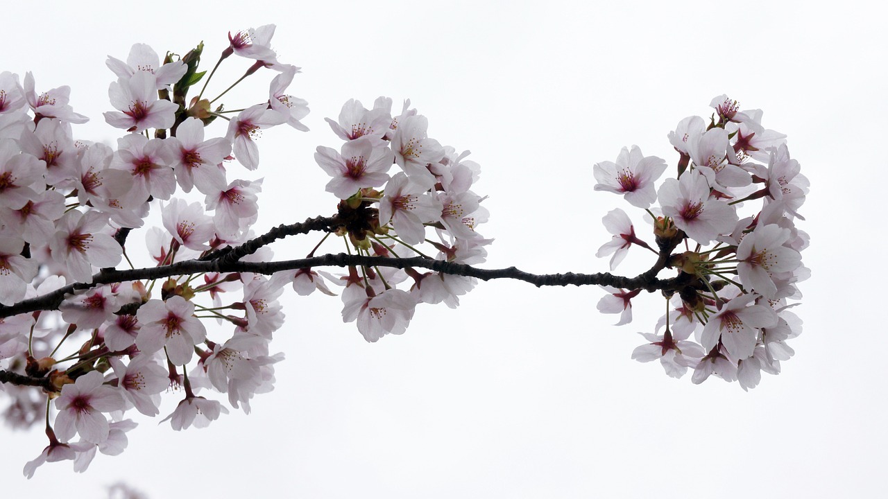 spring flowers cherry blossom free photo