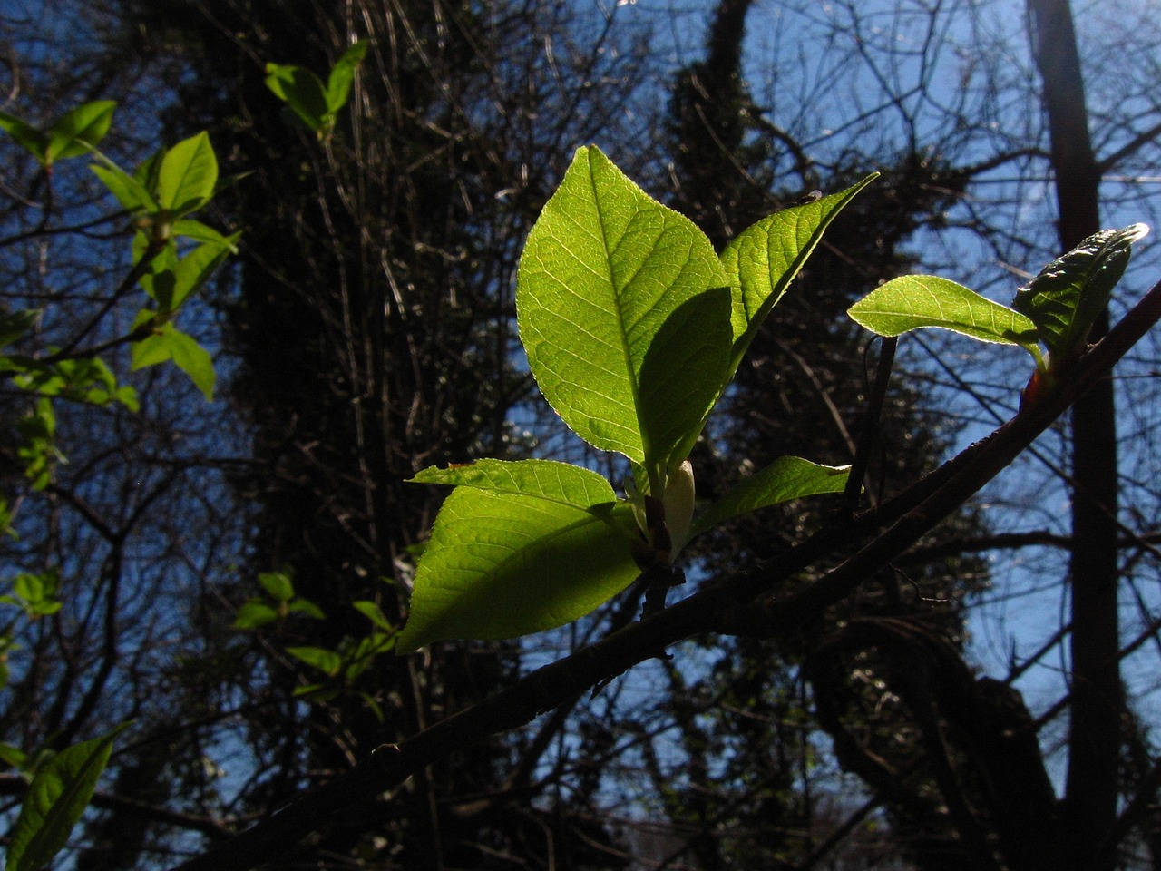 spring wood foliage free photo