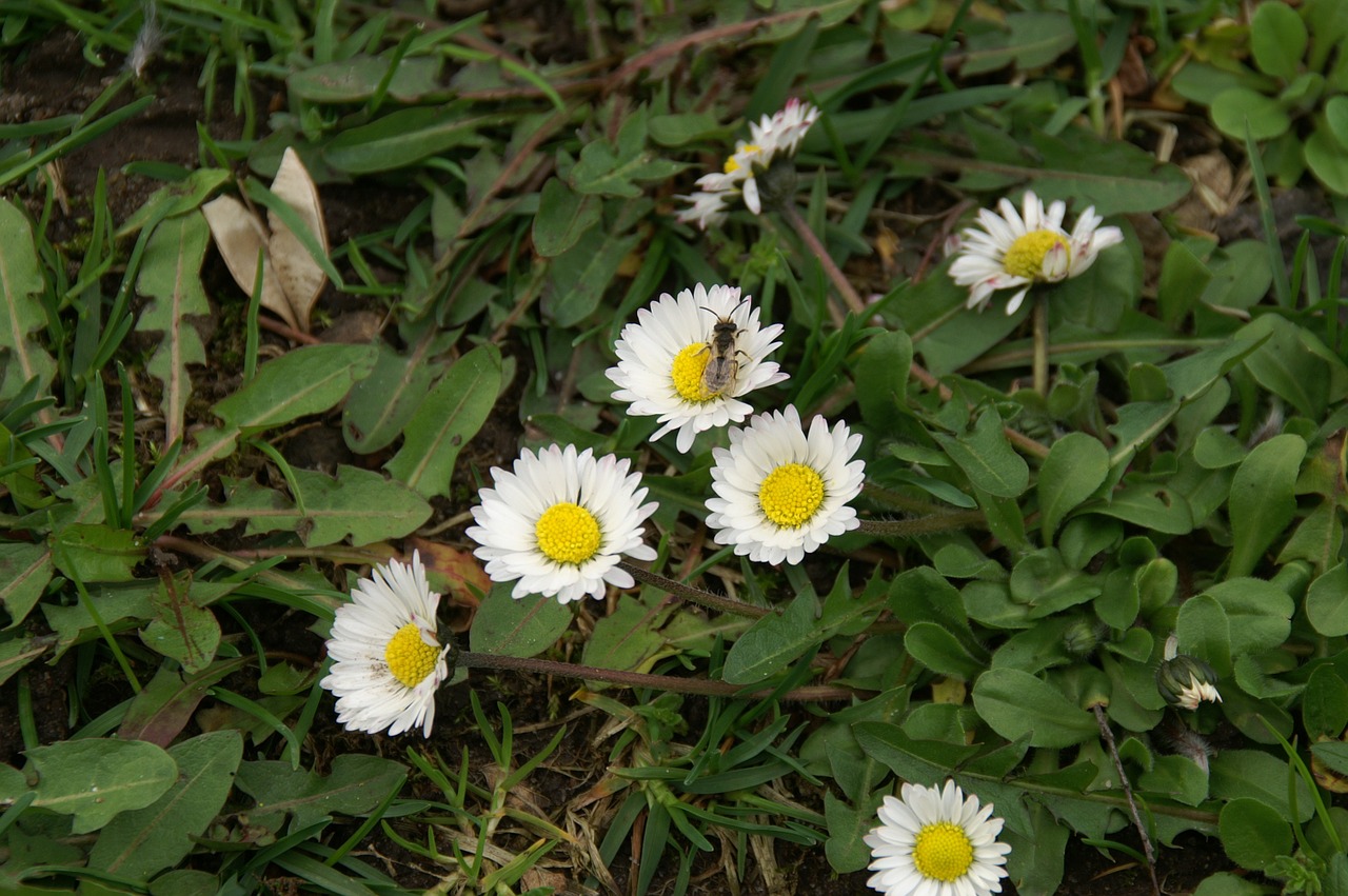 spring flowers daisies free photo