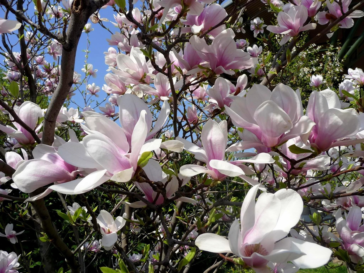 spring tulip tree magnolia free photo