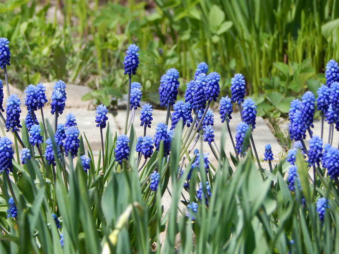 spring flowers nature free photo