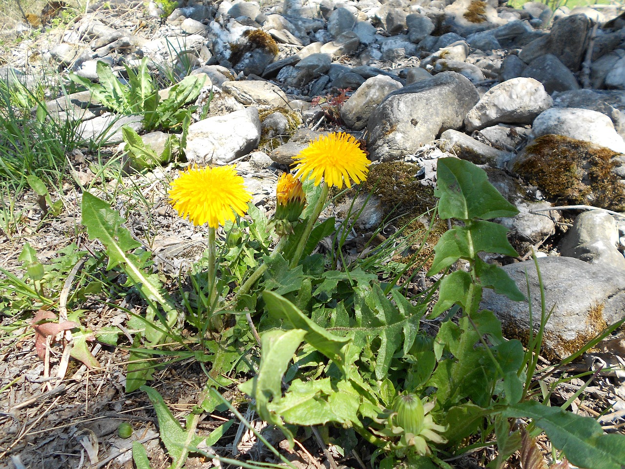 spring dandelion free pictures free photo