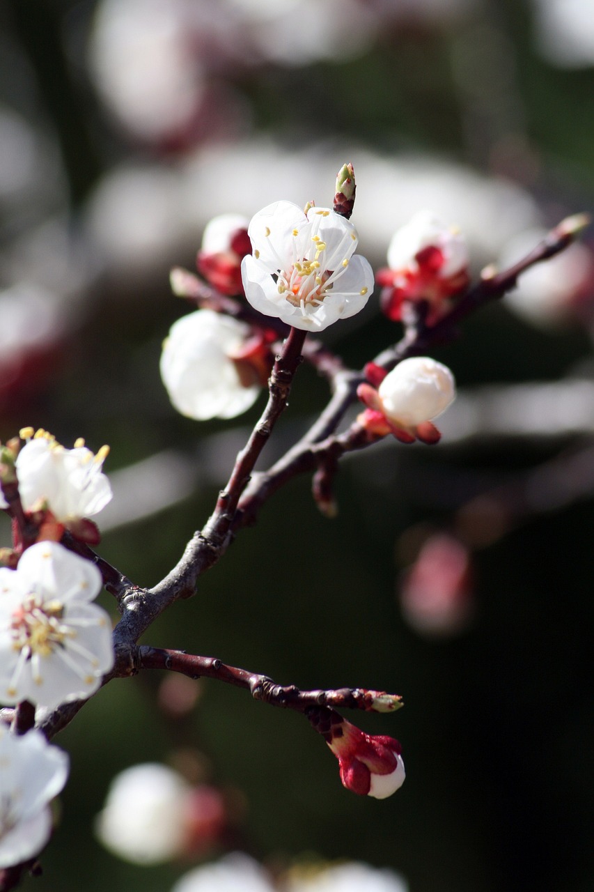 spring flower bloom free photo