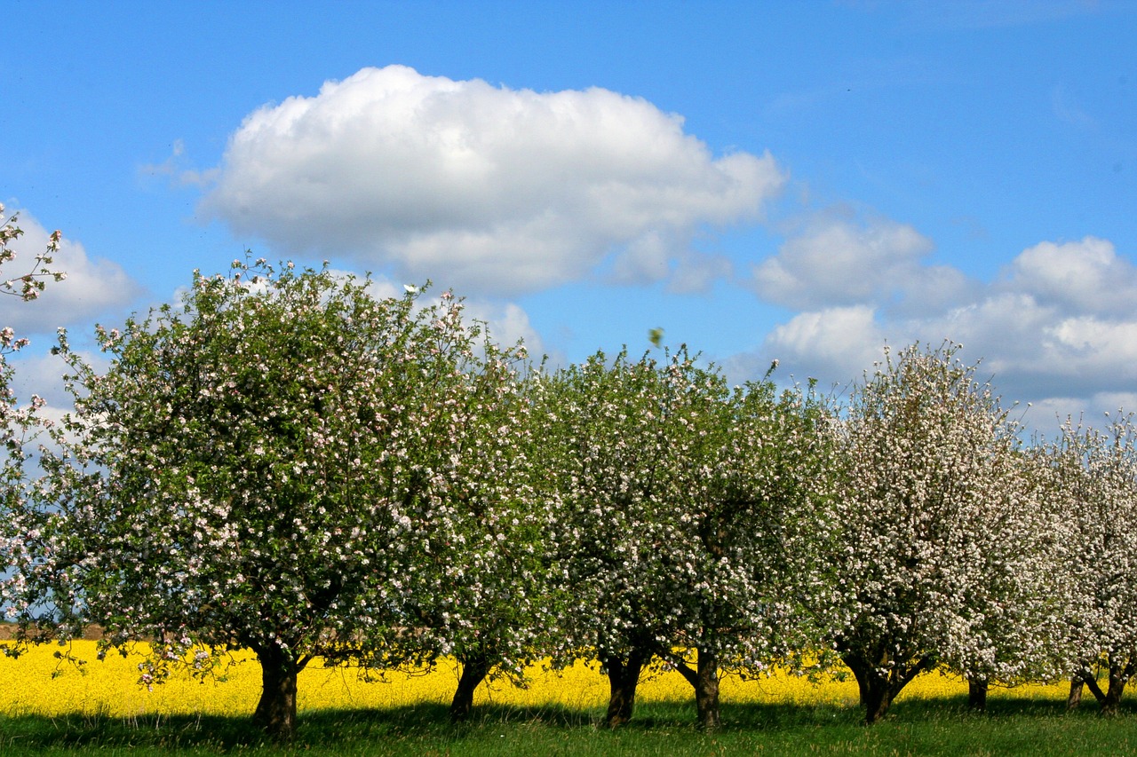 spring apple tree free photo