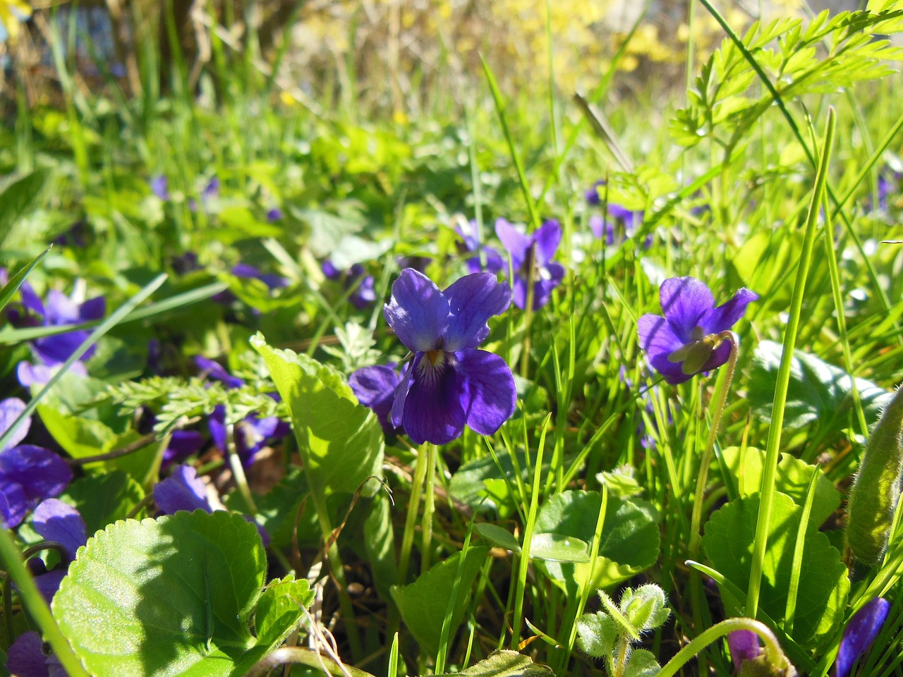 spring violets sunny weather free photo