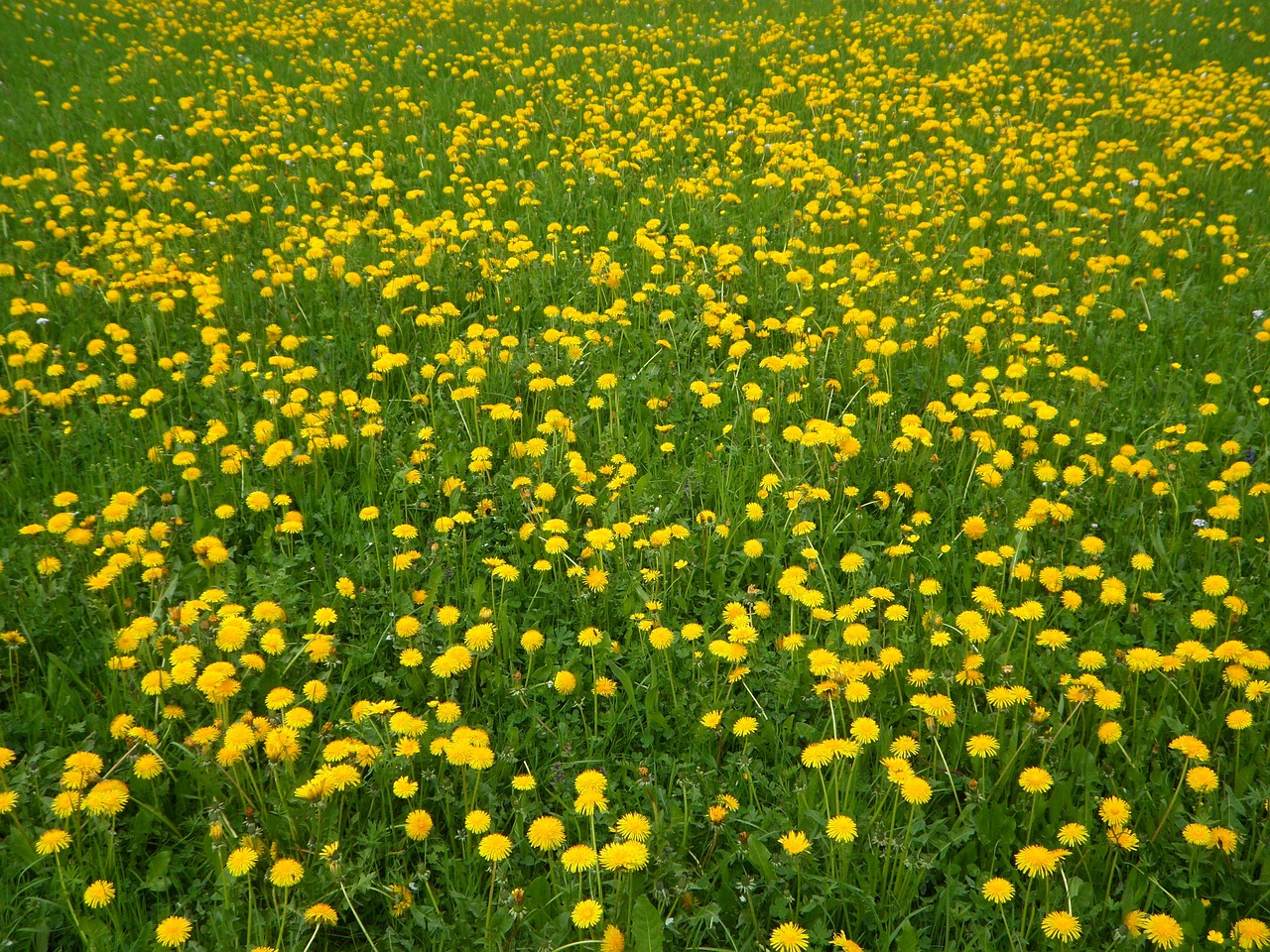 spring bloom yellow free photo