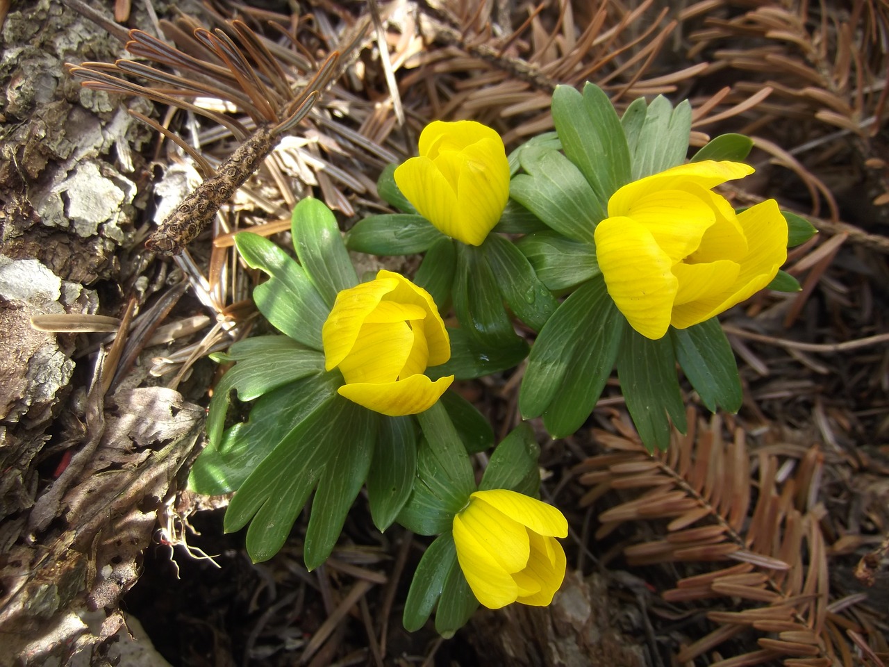 spring winterling yellow free photo