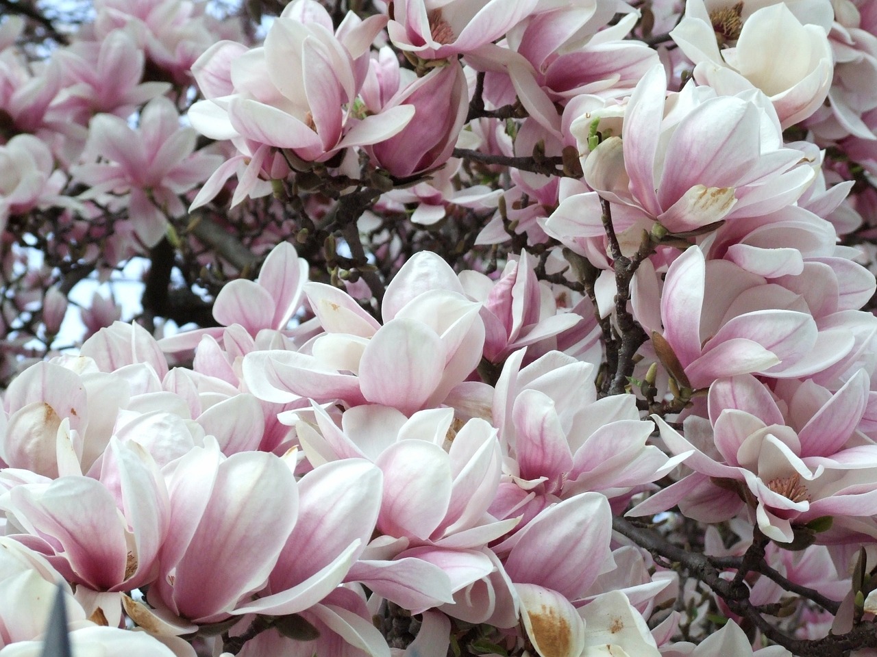 spring magnolia flower free photo