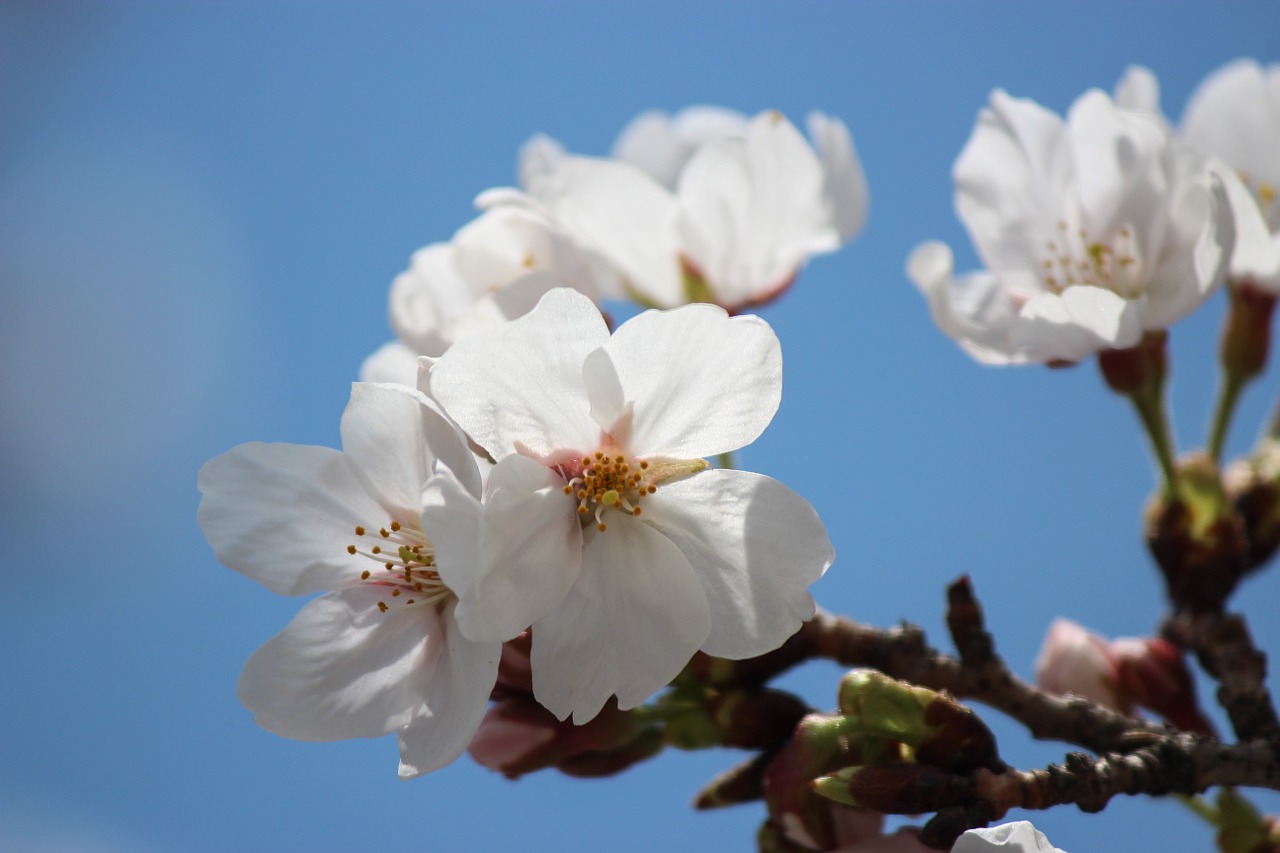 spring flowers spring flowers free photo