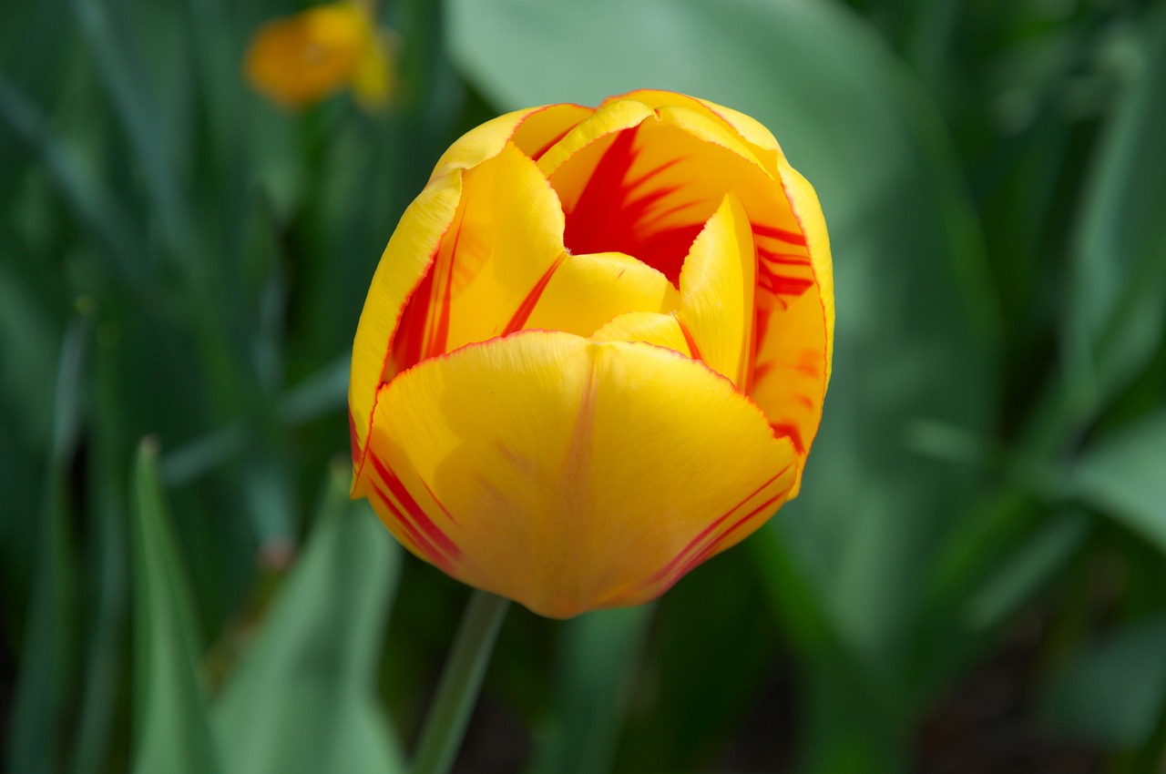 spring tulip yellow free photo