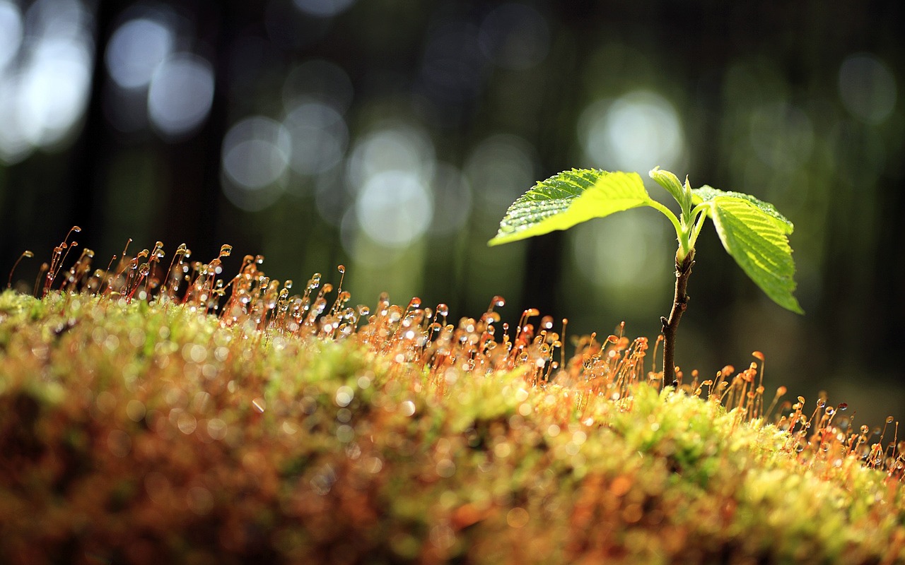 spring nature the flower bud free photo