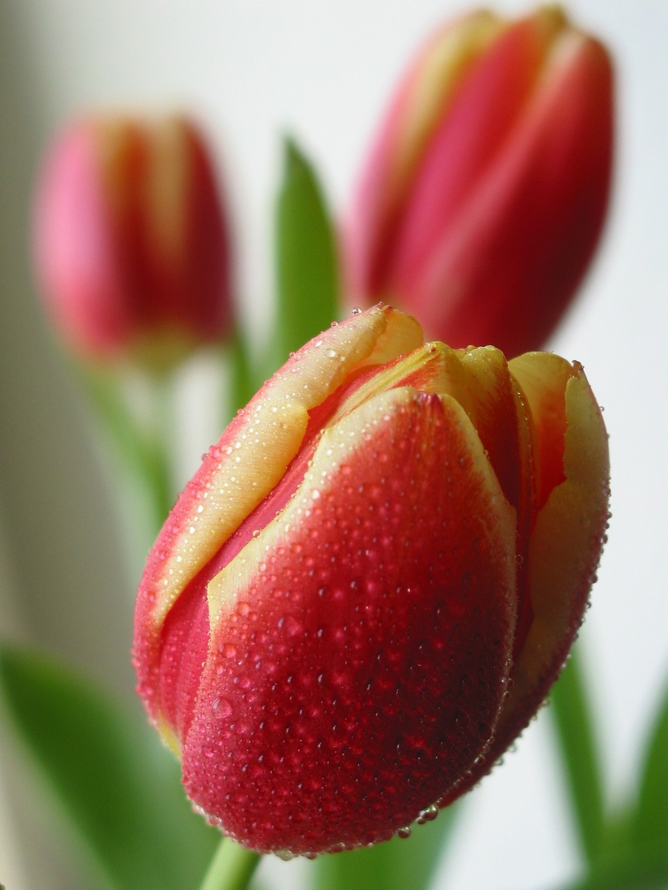 spring tulips floral free photo