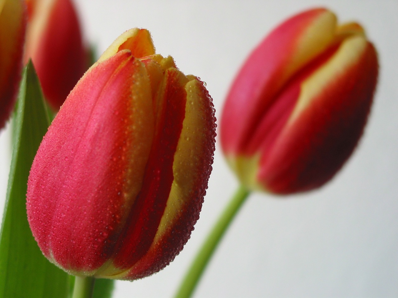 spring tulips floral free photo
