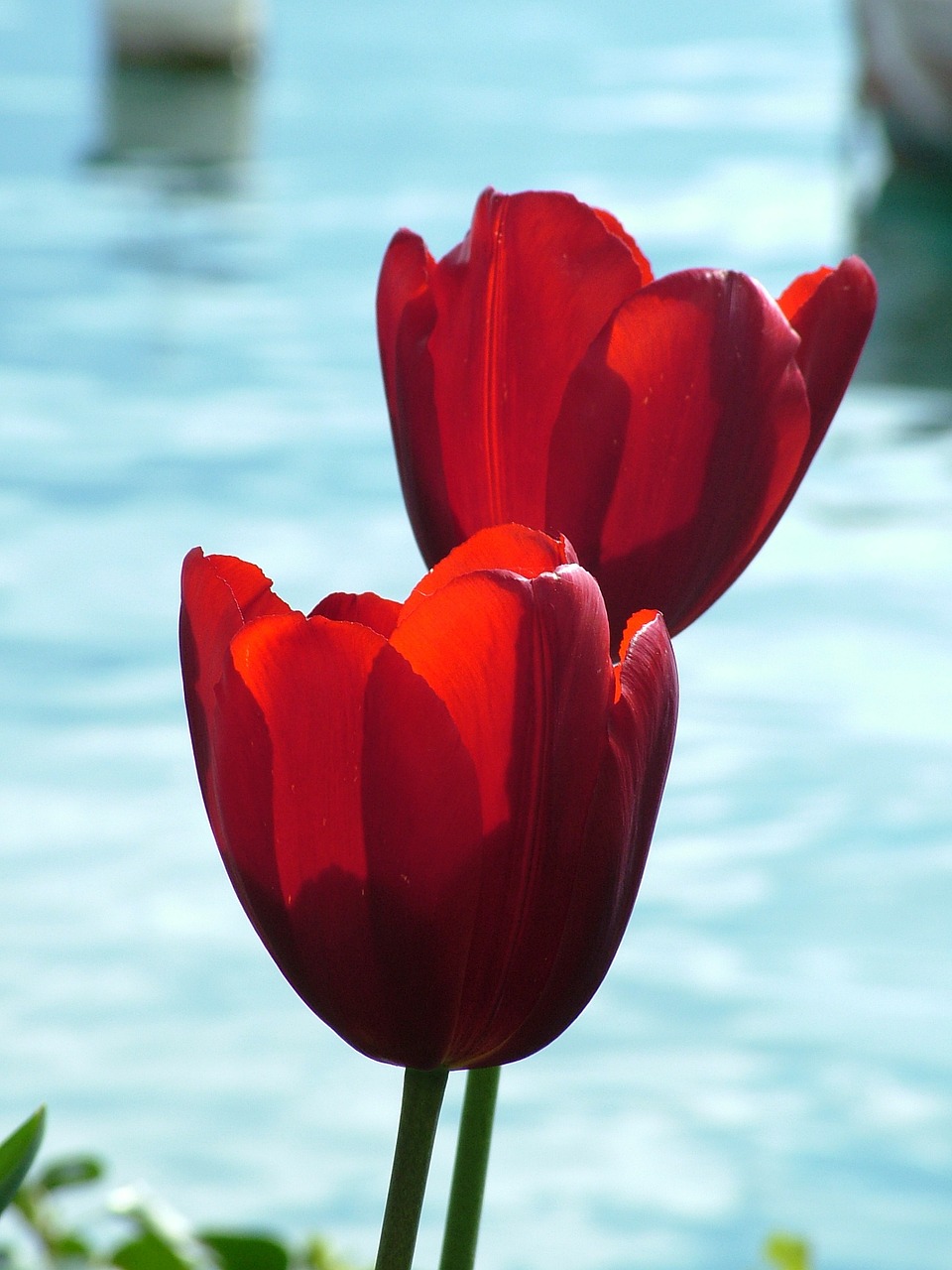 spring tulip red free photo