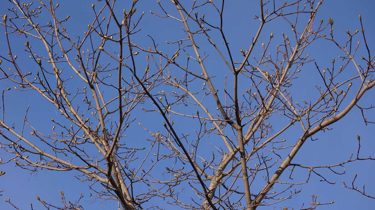 spring buds branches free photo