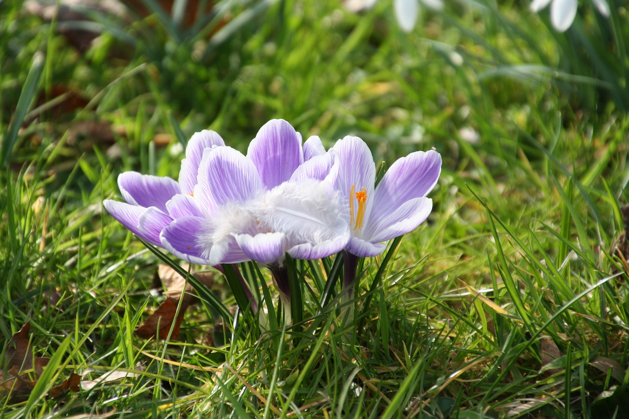 spring purple flower free photo