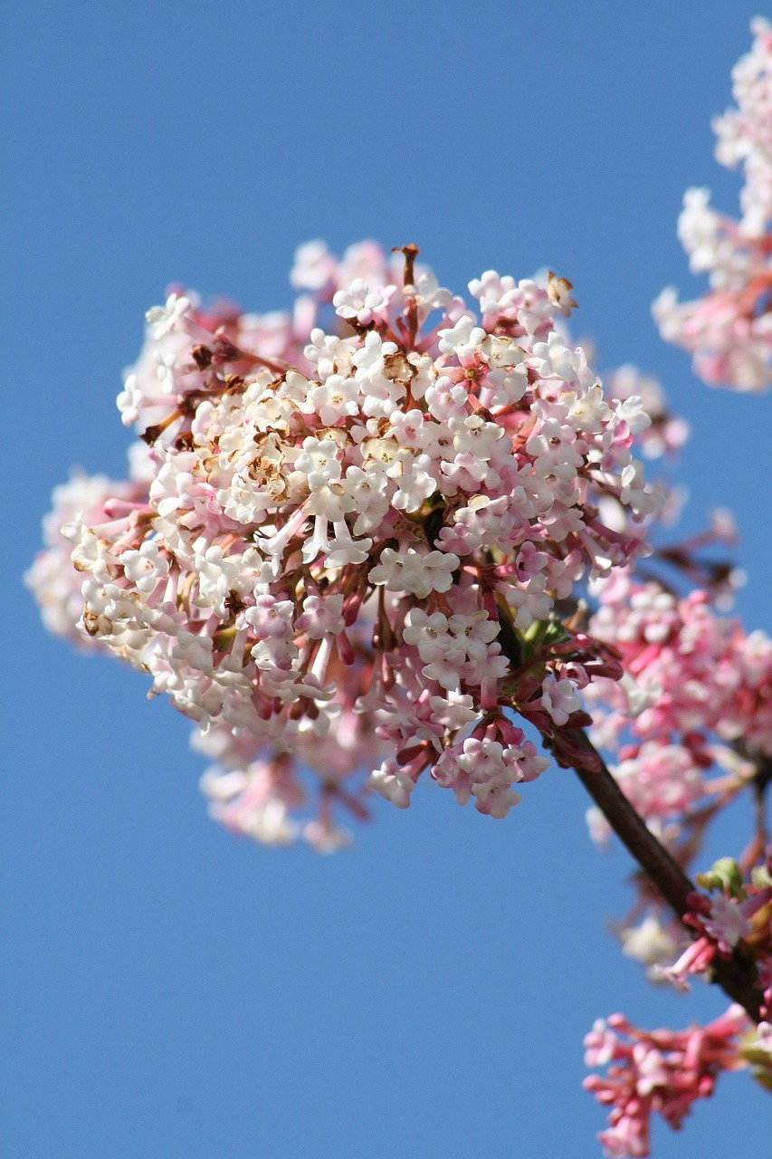 spring bloom garden free photo