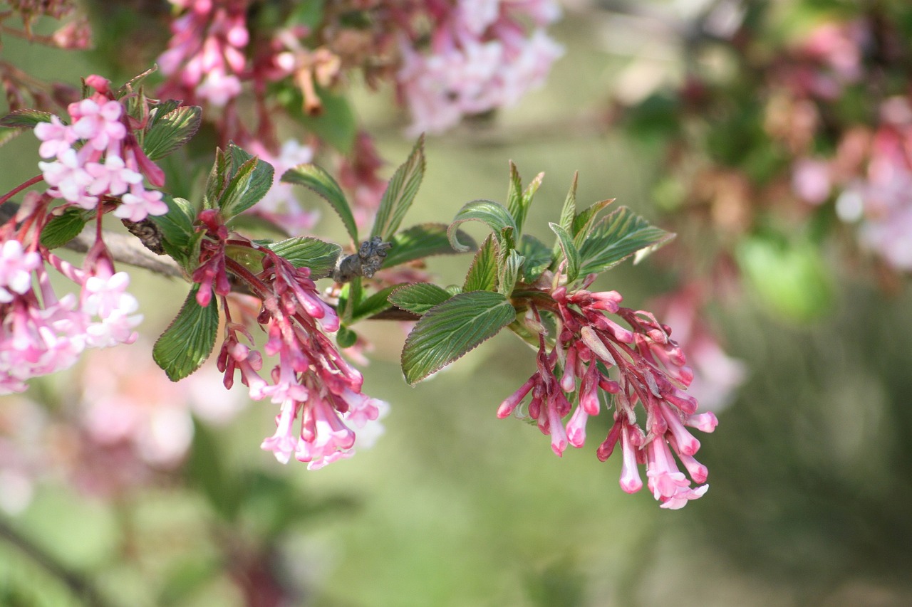 spring bloom garden free photo