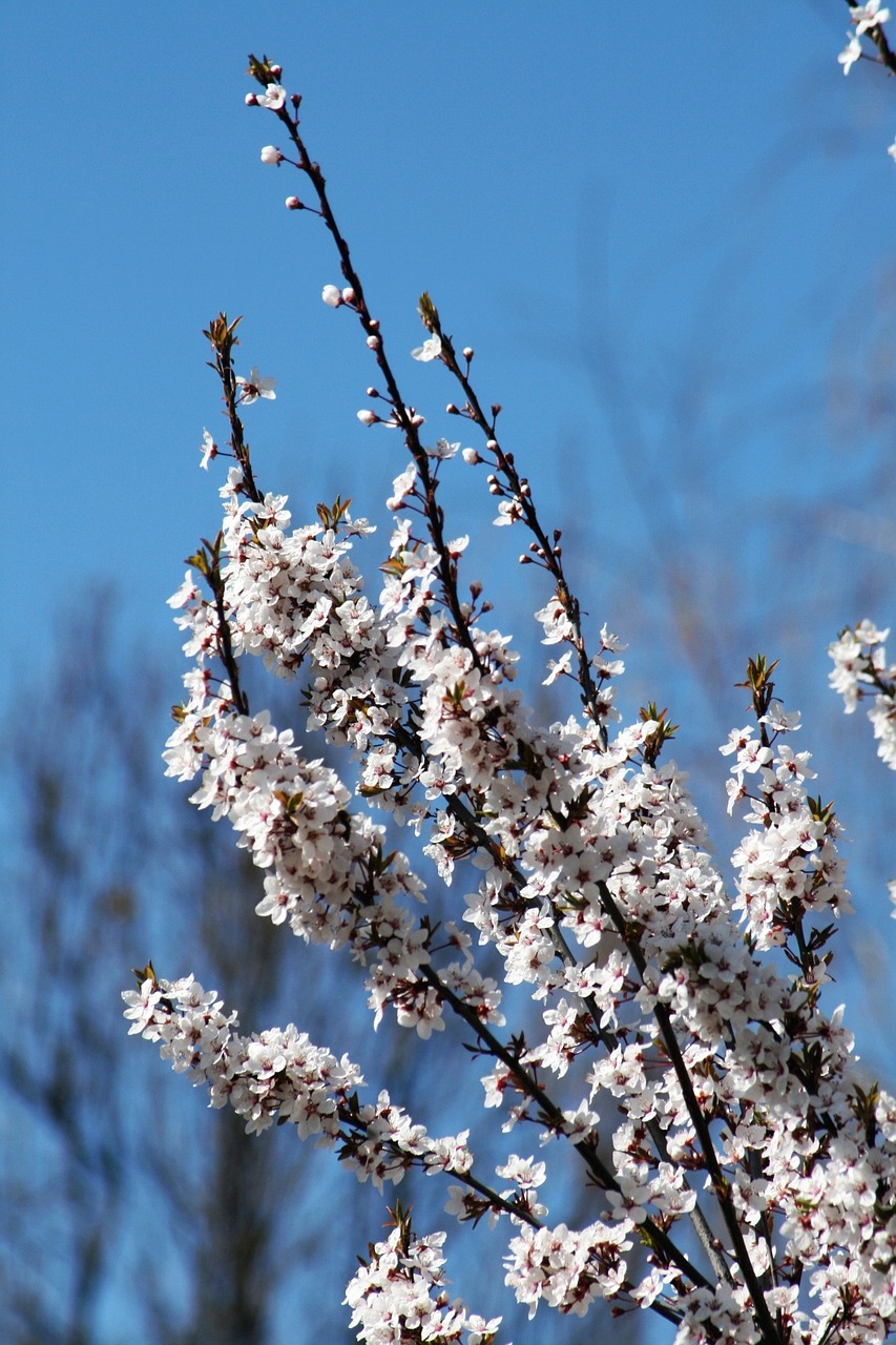 spring bloom garden free photo