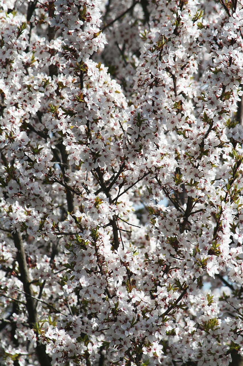 spring bloom garden free photo