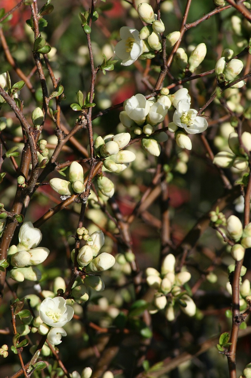 spring bloom garden free photo