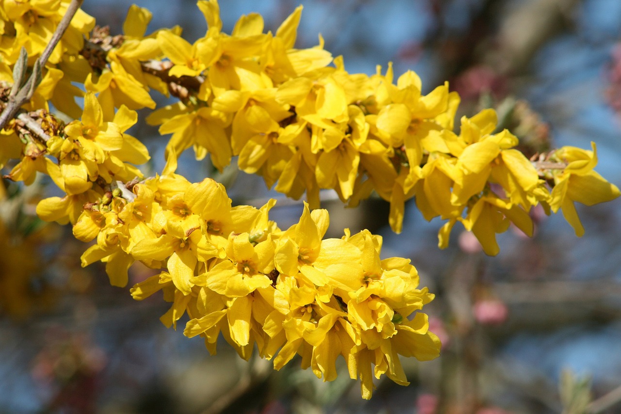 spring bloom garden free photo