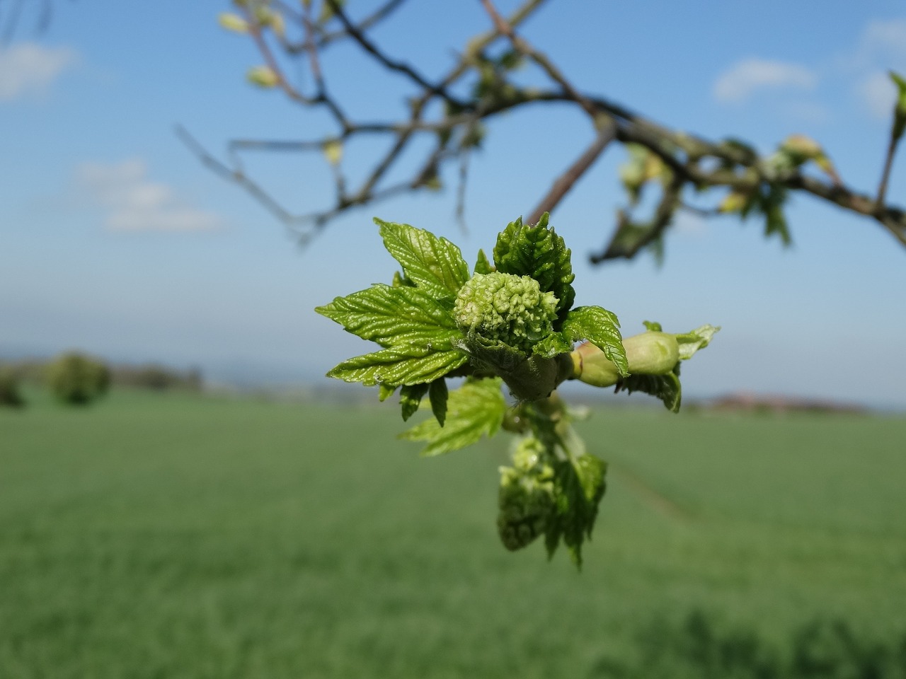 spring leaves shoots free photo