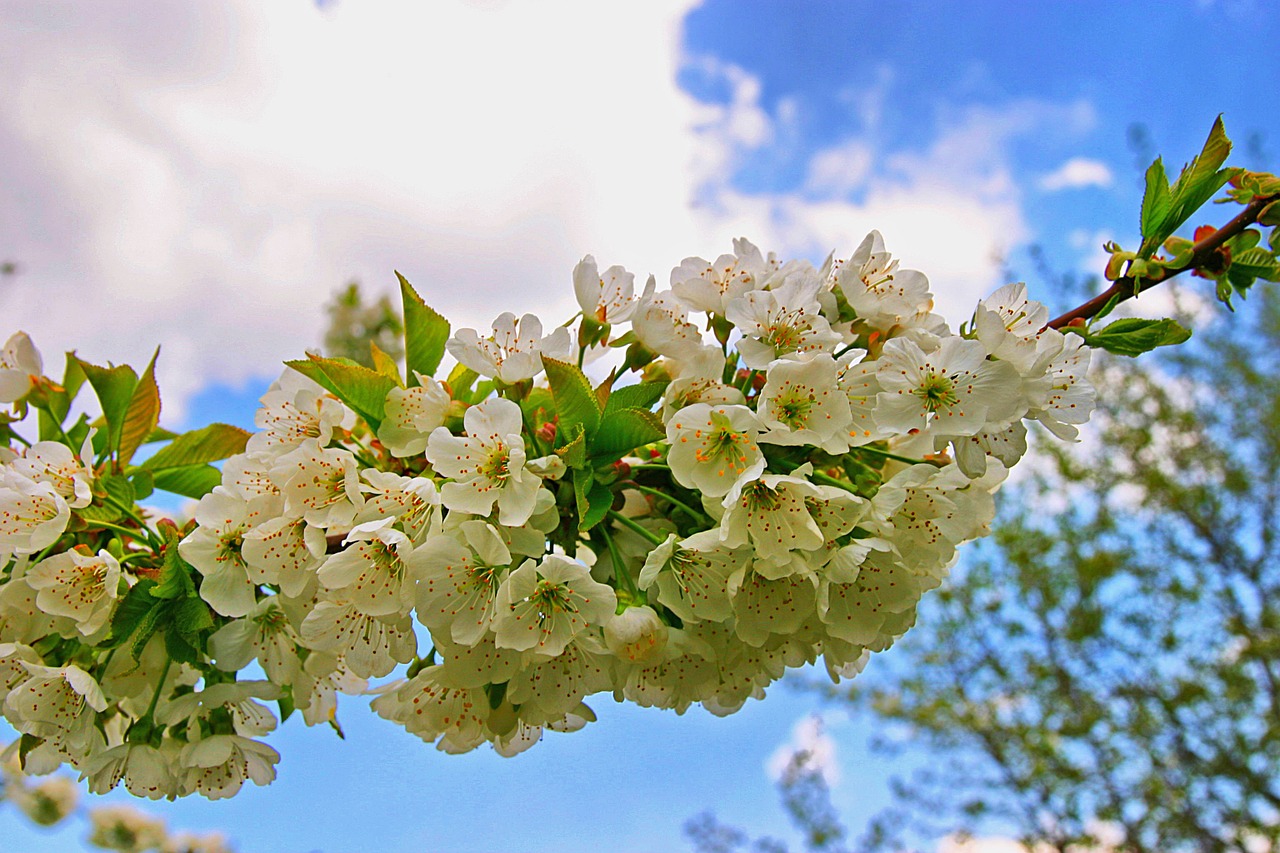 spring sky flower free photo