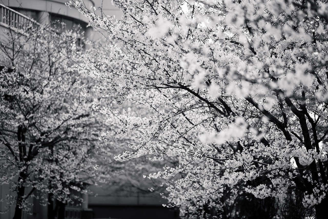 spring black and white foliage free photo