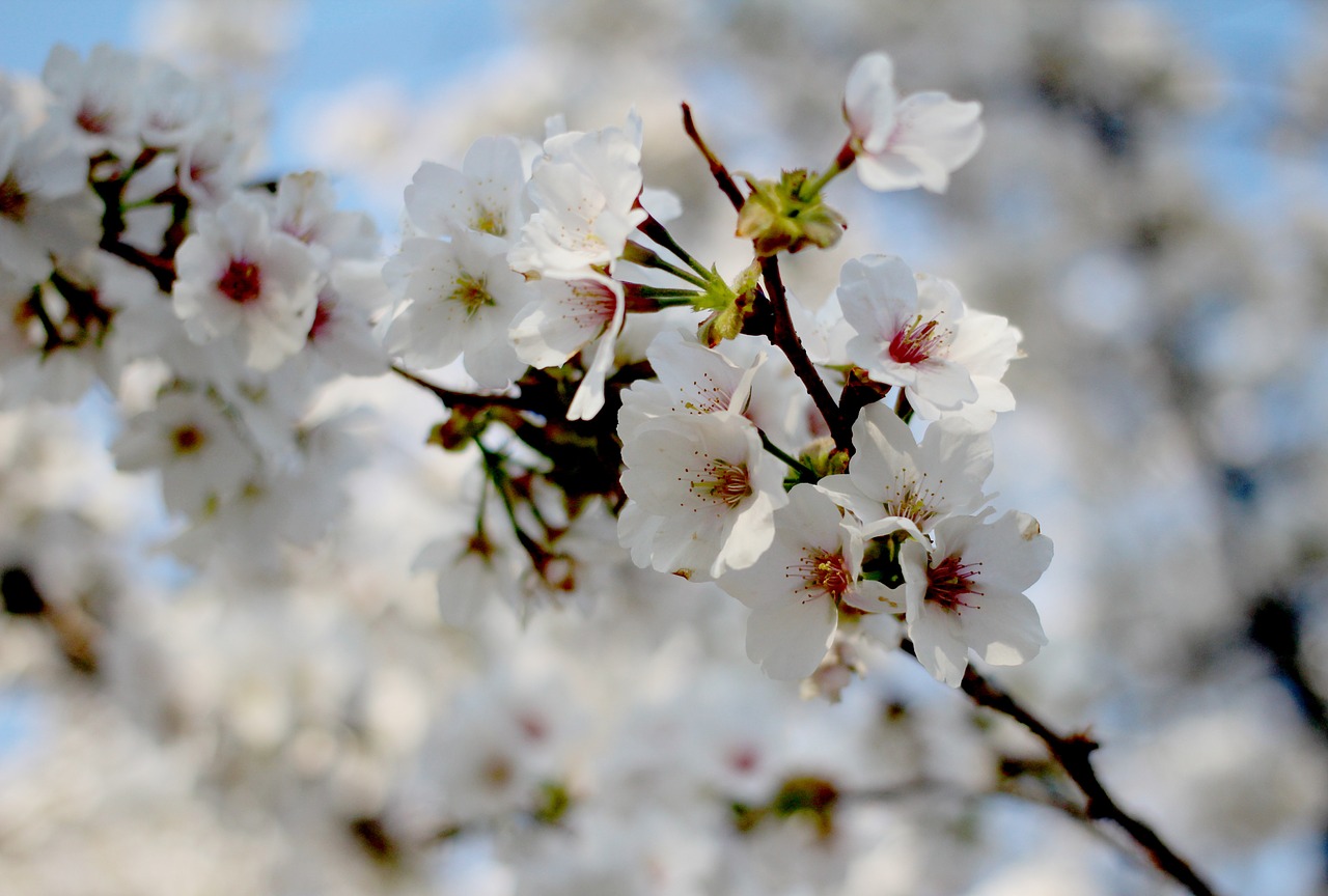 spring cherry blossom sakura free photo