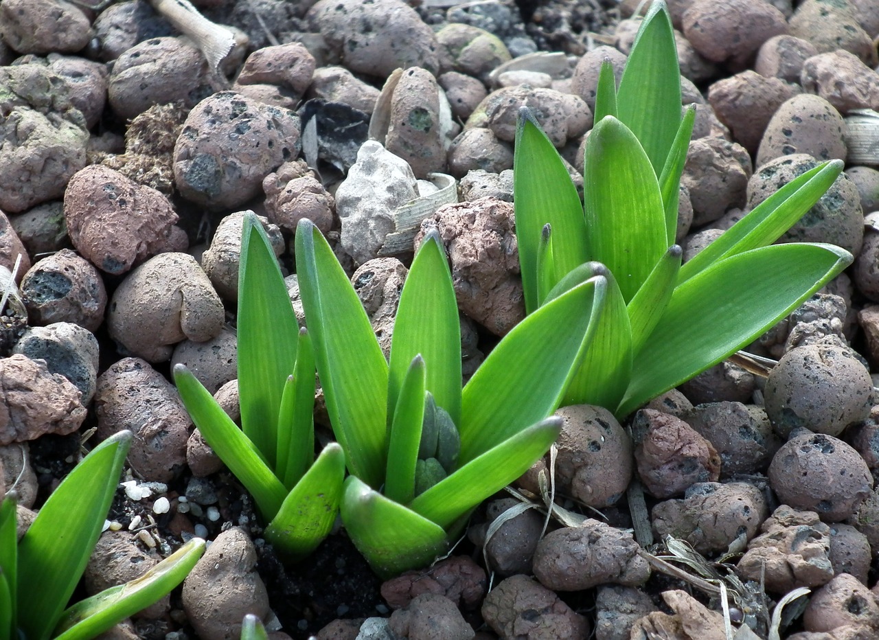 spring green bloom free photo