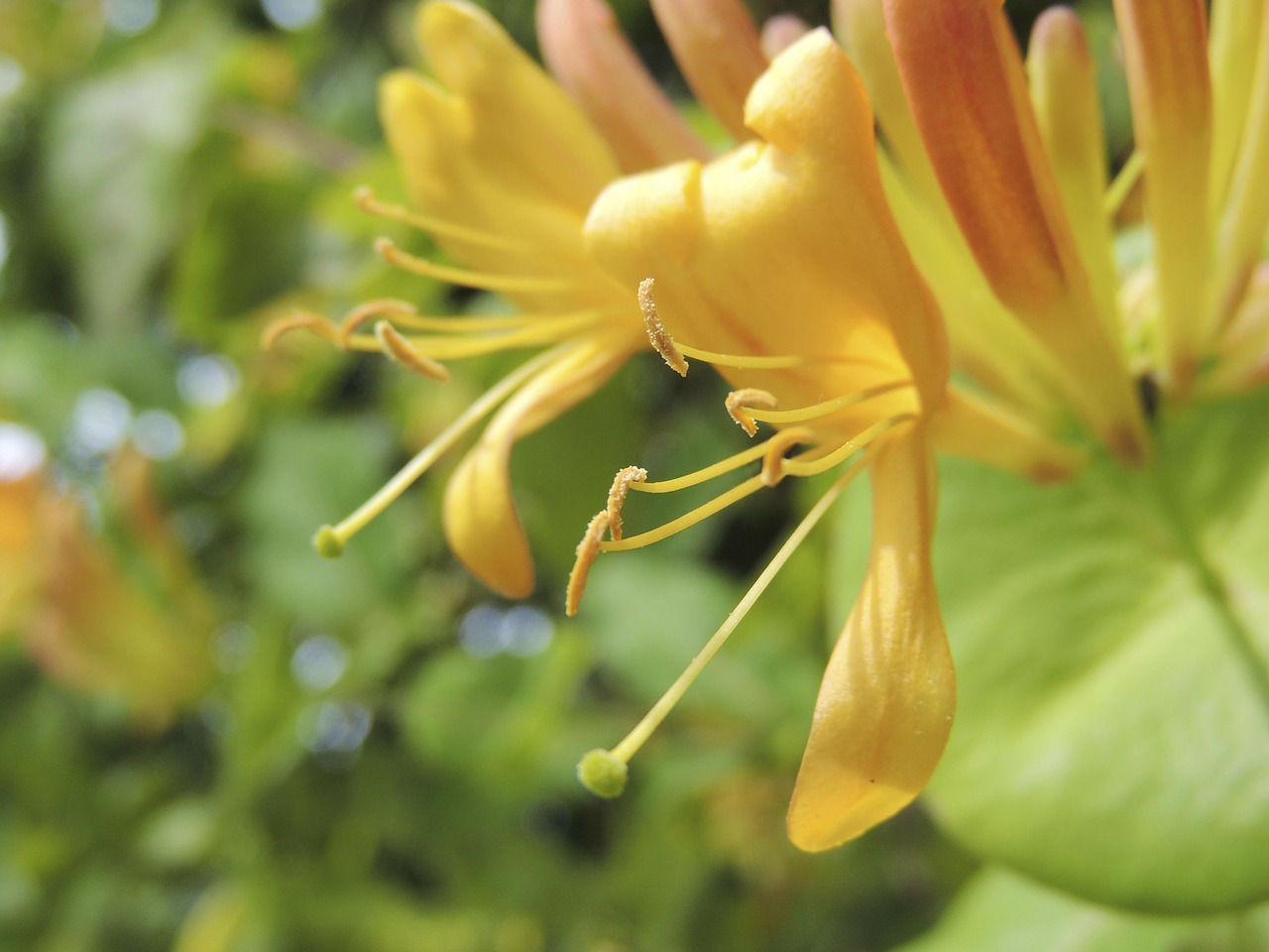 spring blossom bloom free photo