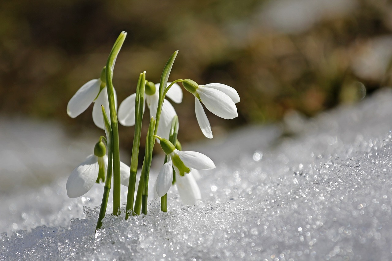 spring snowdrop flower free photo