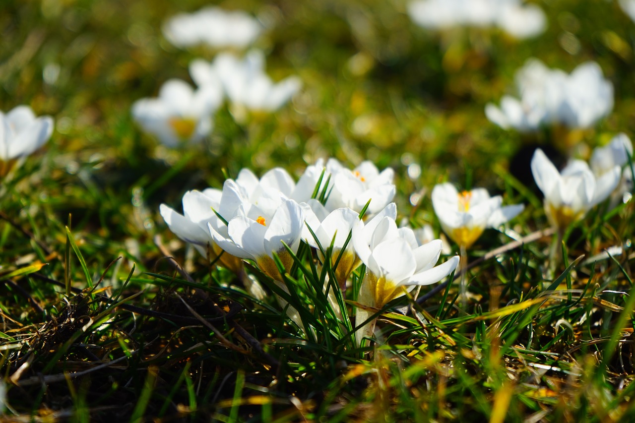 spring meadow crocus free photo