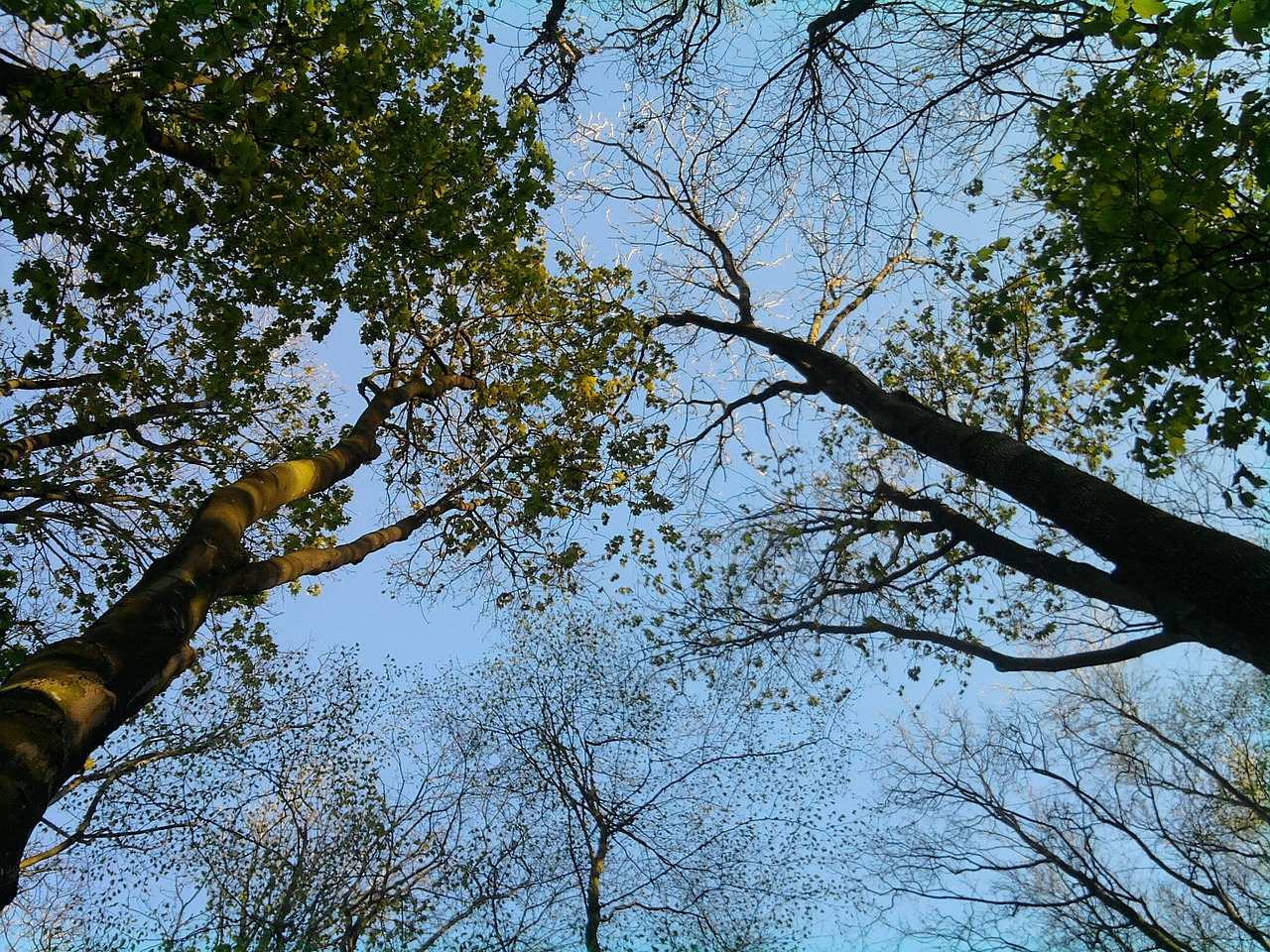 spring trees sky free photo