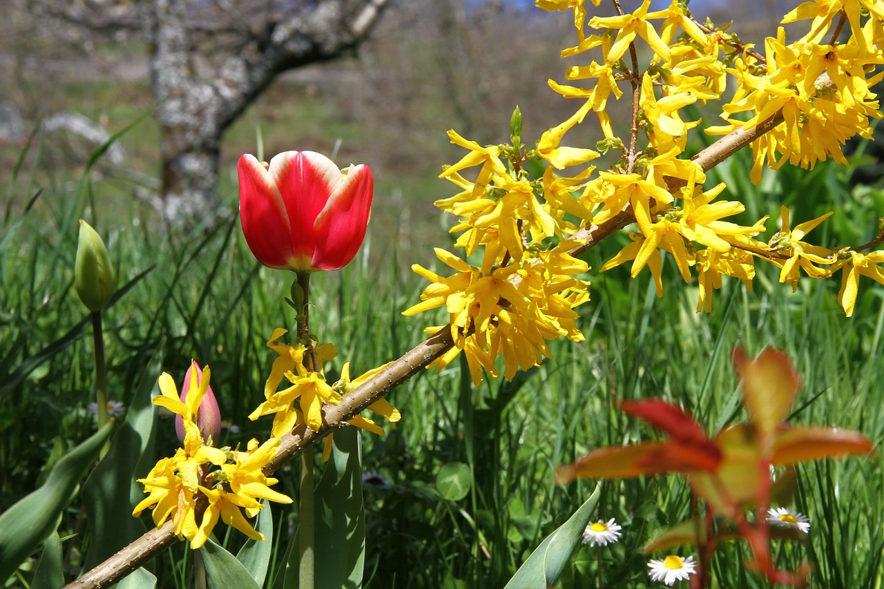 spring flowers colors free photo