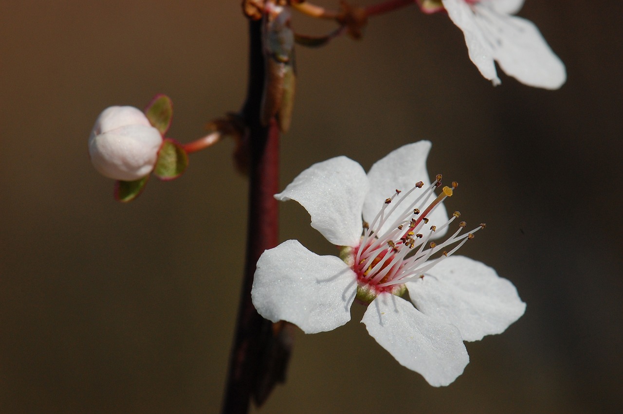 spring blossom bloom free photo