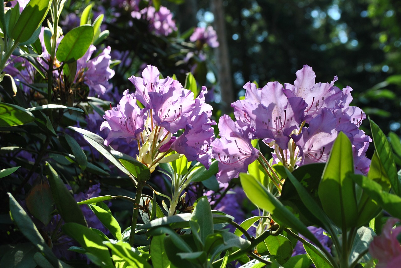 spring flowers rhododendron free photo