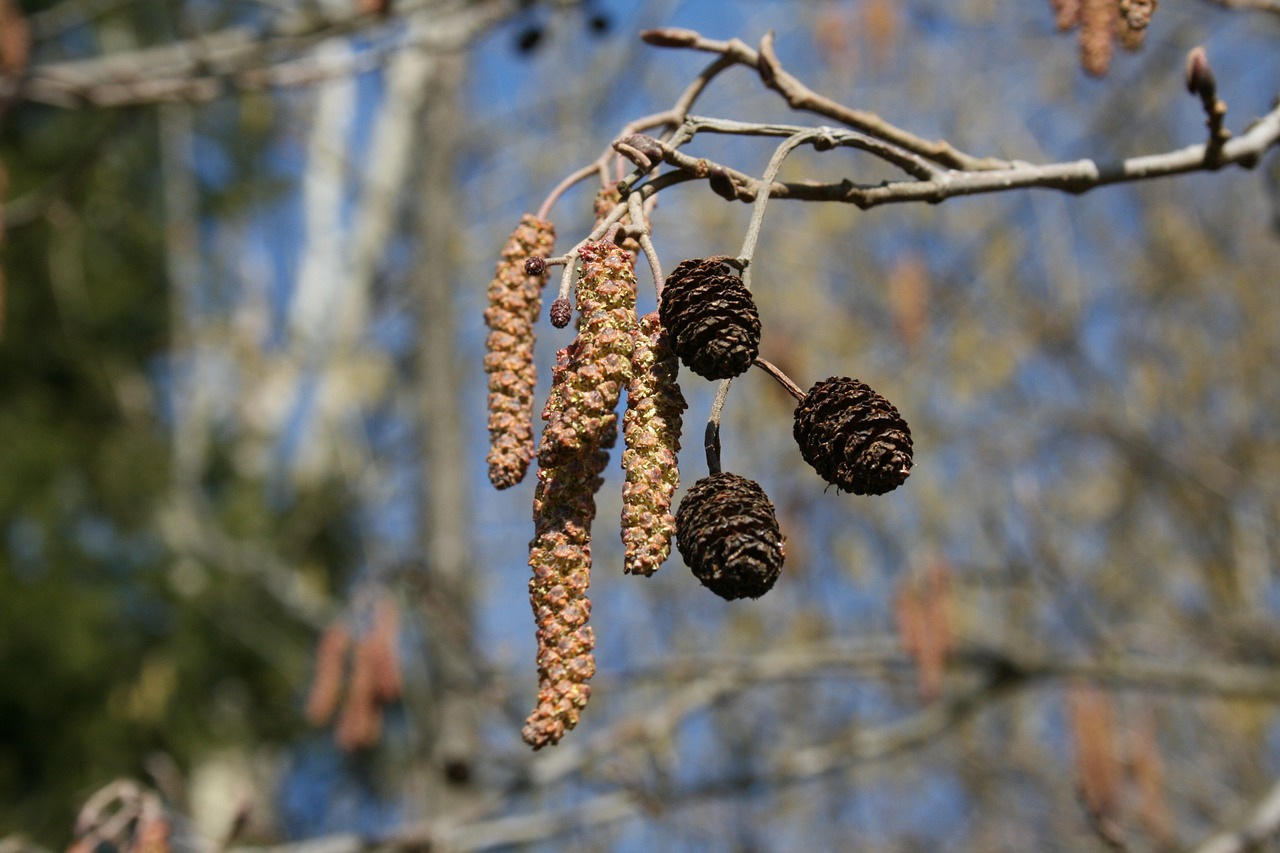 spring a branch birch free photo