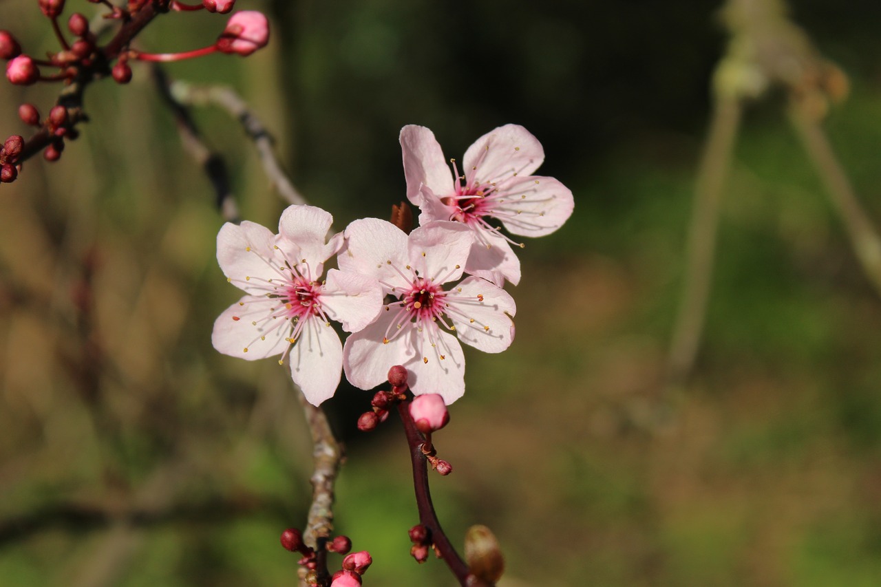 spring blossom park free photo