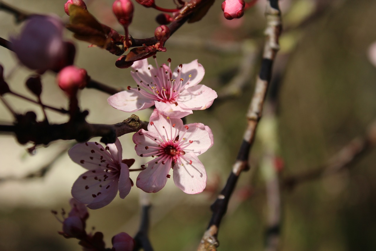 spring blossom park free photo