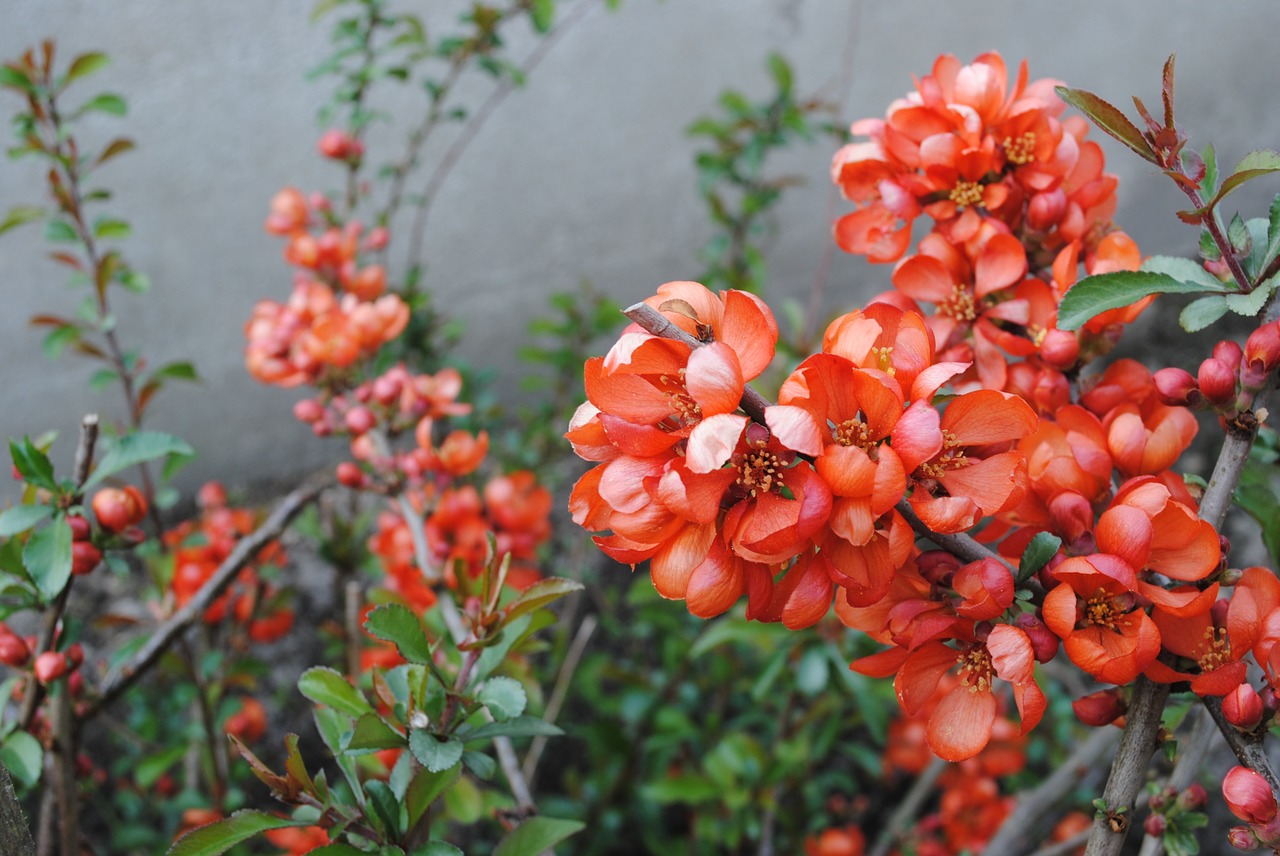 spring bush quince free photo